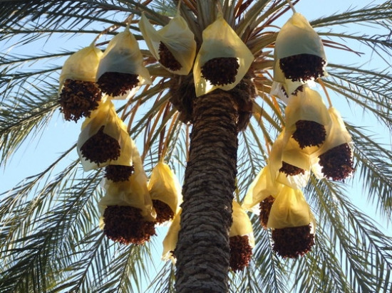 مدينة بسكرة